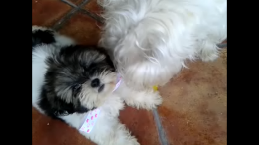 Aquí estoy jugando con Hugo!